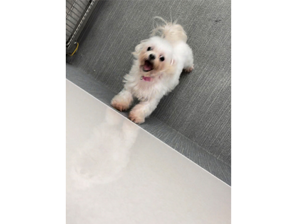 ☆生徒が撮影したモデル犬☆
